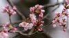 The Cherry Blossom Festival Returns to America’s Capital