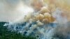 Forest Losses Increased Again in 2020