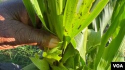Ubudli buhlasela izilimo eMatabeleland North