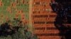 Brazil Passes 50,000 Deaths From Coronavirus