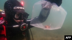 Esta foto tomada el 11 de enero de 2024, publicada por el Instituto de Estudios Marinos y Antárticos de la Universidad de Tasmania, muestra a un pez red handfish en peligro de extinción siendo seleccionado como medida de protección de las aguas de Tasmania.