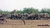Ivory Trade Debate Resurfaces as Southern Africa's Elephants Thrive