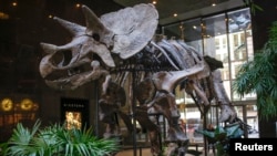 Does this dinosaur skeleton has many bones. But it does not have a bone of contention. The skeleton was on display at an auction house in New York, 2013.