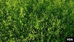 La extensión de la sequía ya ha afectado a un gran área de los cultivos de trigo y otros cereales.