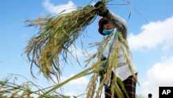 A Cambodian farmer harvests rice in a paddy on the outskirts of Phnom Penh, Cambodia, Dec. 11, 2015. 