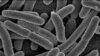 Amerika Kembangkan Virus untuk Basmi Bakteri Perusak Makanan
