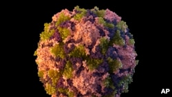 Ilustración de 2014 provista por los Centros para el Control y la Prevención de Enfermedades de Estados Unidos (CDC, por sus siglas en inglés) que representa una partícula del virus de polio.