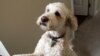 Labradoodle Inventor Now Regrets Creating a ‘Monster’