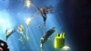 Fish 'Cell Phones' Track Marine Life