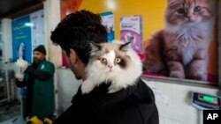 FILE - A Kashmiri man waits for his pet cat to receive treatment inside a Kashmir veterinary hospital in Srinagar, Indian-controlled Kashmir, Feb. 6, 2025.
