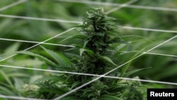 Vista de una planta de marihuana para uso medicinal en la empresa Pharmacielo en Rionegro, Colombia 2 de marzo de 2018. Fotografía tomada el 2 de marzo de 2018. REUTERS / Jaime Saldarriaga