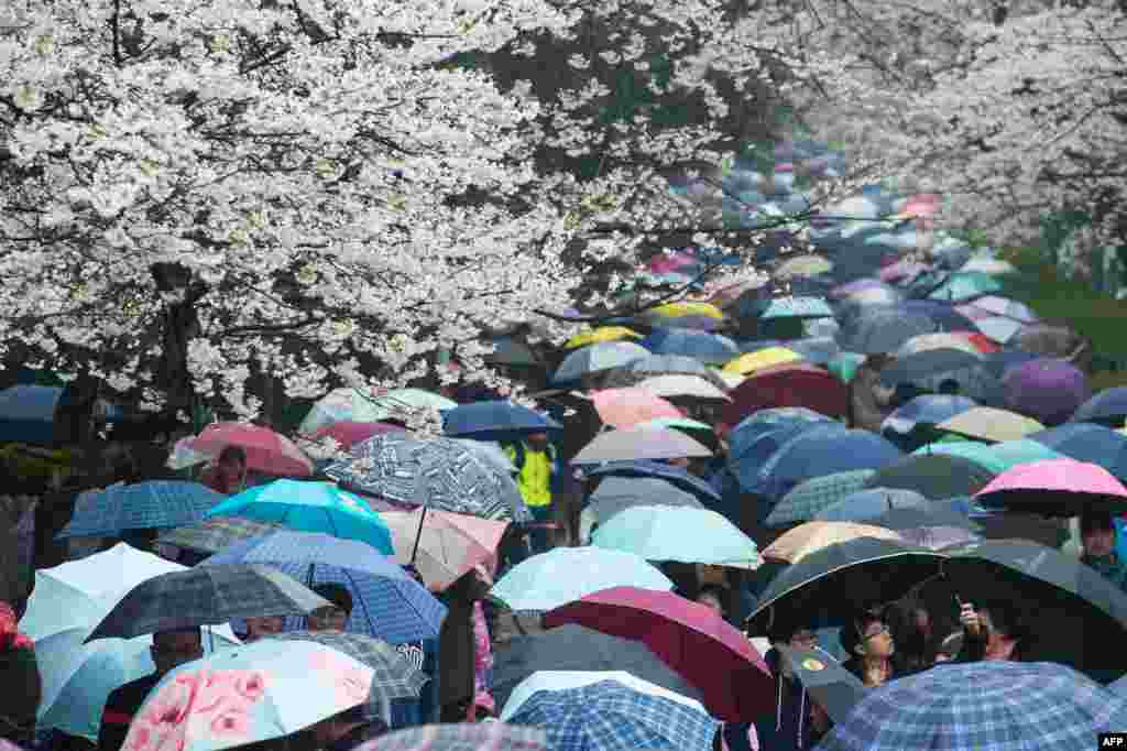 2018年3月17日,中国湖北省武汉市武汉大学,春雨中,游客打着五颜六色的雨伞看樱花。花之海,伞之河,人之流,皆成风景。中国携程公司发布的2018国内十大最受游客喜爱赏花目的地中,武汉大学、无锡鼋头渚、上海顾村公园由于樱花而上榜。