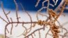 Plan Would Protect 21 Coral Hot Spots in Gulf of Mexico