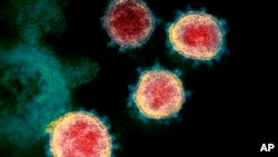 Gambar virus corona yang menyebabkan Covid-19 tampak di mikroskop, Februari 2020. (Foto: Institut Kesehatan Nasional AS via AP)