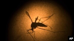 El virus se introdujo en Brasil a través de la inmigración de haitianos y de un grupo de militares brasileños que viajaron a la isla en una misión humanitaria.