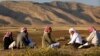 عفو بین الملل: ایزدی‌ها در حمله‌ای تلافی‌جویانه ۲۱ عرب سنی را کشته‌اند