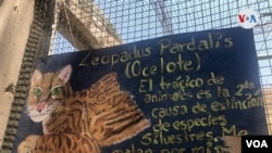 Agroflori, un refugio para especies silvestres y en peligro de extinción. [Foto VOA/Fabiola Chambi].