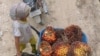 Seorang gadis mendorong gerobak saat bekerja di areal perkebunan kelapa sawit di Pelalawan, Provinsi Riau, 16 September 2015 (Foto: AFP/Adek Berry)