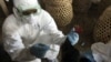 Seorang Anak Meninggal Karena Flu Burung di Jakarta