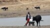 Zimbabwe Drought, Hunger Push Farmers to Seek Greener Pastures