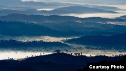 Brazil’s Coastal Rainforest Suffers Species Extinction