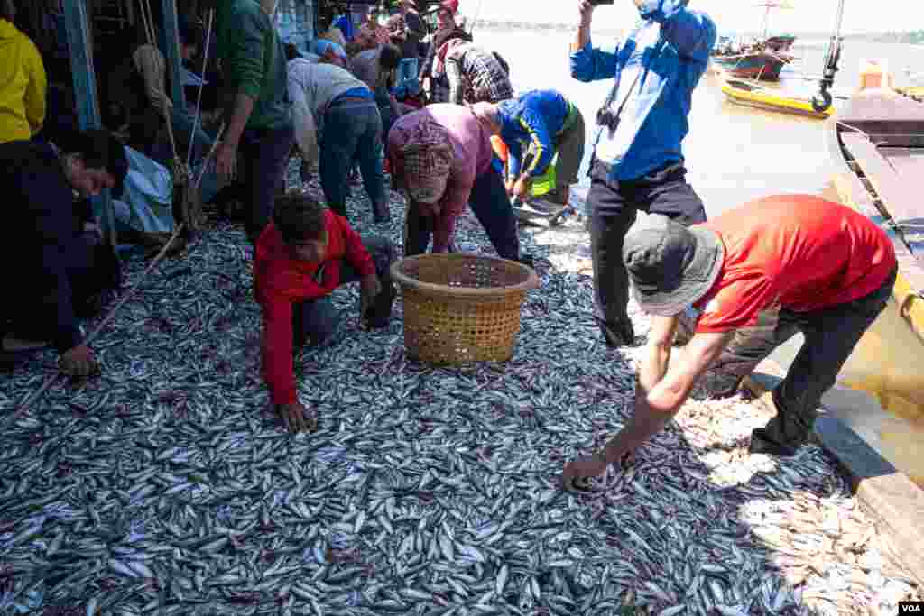 កូនត្រីជាច្រើនតោនត្រូវចាប់បាននៅដាយត្រីមួយតាមដងទន្លេសាបអំឡុងដើមរដូវប្រហុក ផ្អកនៃ នៅឃុំកំពង់លួង ស្រុកពញ្ញាឮ ខេត្តកណ្តាល កាលពីថ្ងៃសៅរ៍ ទី០៧ ខែធ្នូ ឆ្នាំ២០១៩។(ទុំ ម្លិះ/VOA)
