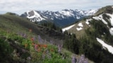 Hurricane Ridge