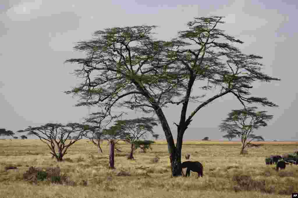 Un éléphant d'Afrique, en face d'un arbre pendant la saison sèche dans le parc national du Serengeti, 335 km (208 miles) au nord de Arusha, Tanzanie, le 10/08/2013. Le Serengeti est célèbre pour sa migration annuelle.
