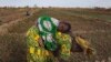 Le changement climatique, une menace croissante à la production agricole