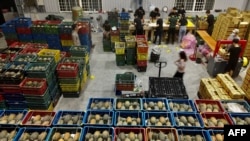 资料照：台湾屏东的工人正在一个货仓里整理装箱凤梨。（2021年3月16日）