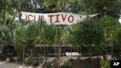 Tanaman ganja tumbuh di kamp darurat di luar gedung Senat di Mexico City, Kamis, 19 November 2020. 