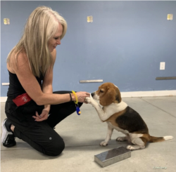 BioScent创始人荣凯拉用零食奖励成功鉴定出新冠病毒样本的比格犬诺埃尔。(照片由BioScent提供)