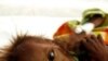 Report Says Hunger Costing Poor Countries Billions