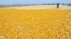 China Rejects More US Corn Amid Trade Tensions