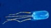 Top 10 New Species Identified 