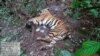 Lagi, Harimau Sumatra di Riau Mati Terjerat
