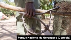 Caçadores furtivos