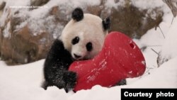華盛頓最近下了一場雪，動物園裡的兩隻大熊貓都顯得特別興奮。(照片：華盛頓史密森國家動物園）