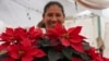 ¿Poinsettia? ¿Nochebuena? La flor que es un símbolo de la Navidad tiene varios nombres