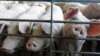 สหรัฐฯ อนุมัติหมูดัดแปลงพันธุกรรมสำหรับใช้เป็นอาหารและใช้ในทางการแพทย์