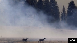 Los incendios en el parque nacional Apache-Sitgreaves generaron el desplazamiento de miles de animales silvestres.