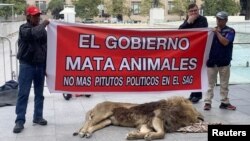 Tras manifestantes posan tras un león muerto, con un pancarta, en protesta en contra del gobierno por su trato a los animales, el 20 de enero de 2023.