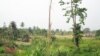 Trees Stand Tall Against Climate Change