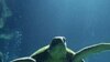 As Oil Ebbs, the Turtles Return