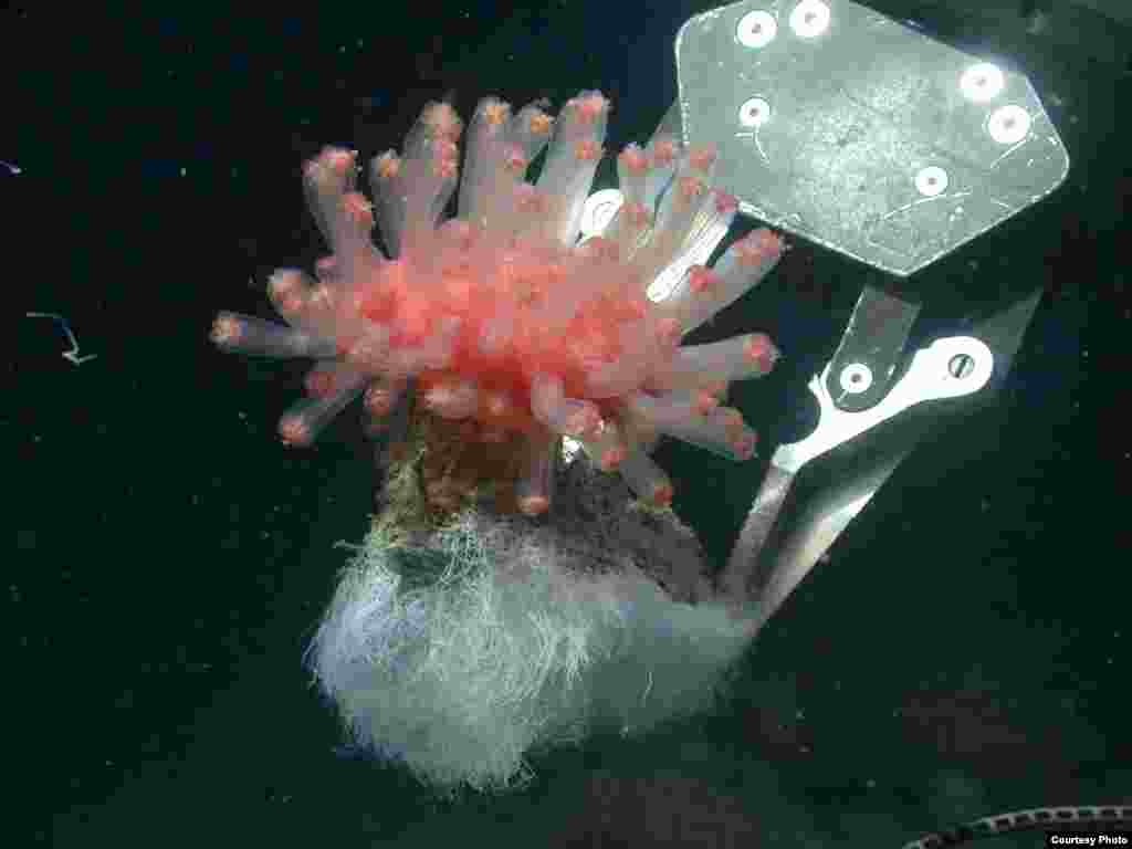 A piece of deep-sea carbonate ledge in the manipulator claw with attached white sulfide oxidizing bacterial filaments and anemone, from the Eel River Basin, off the California coast, 550 meters deep. (V. Orphan)