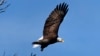 Technology Helps Americans See National Bird in the Wild