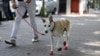 Pets, Especially Dogs, Help During Quarantine