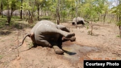 Elefangtes mortos por caçadores furtivos (Foto de arquivo)