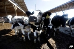 FILE - The use of antibiotics in livestock helps the animals stay healthy and grow faster, but bacteria develop resistance to the drugs, and those resistant bacteria can spread to people.