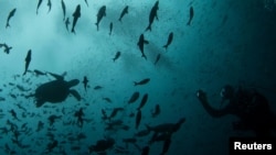 Un buzo tomó esta fotografía en la Reserva Marina de las Galápagos, en agosto del 2013.